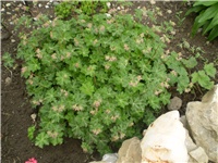 04f9ca1a-Picture 5876.jpg